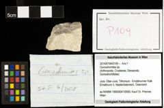 Foto (Objekt + Etiketten) von Goniodromites sp. 
